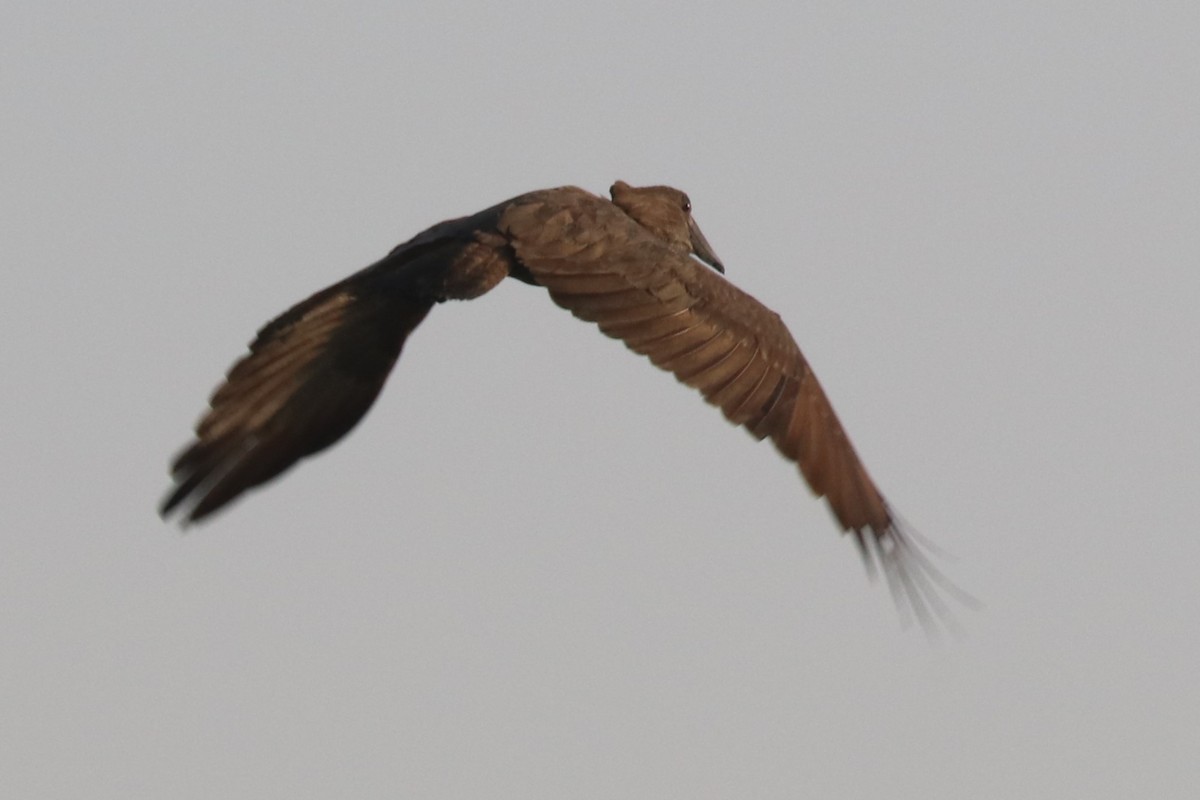 Hamerkop - ML642025661
