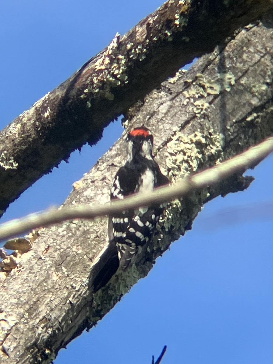 Downy Woodpecker - ML642025662