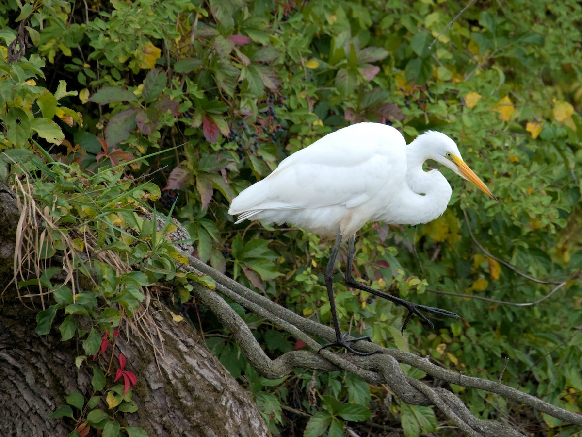 Grande Aigrette - ML642025663