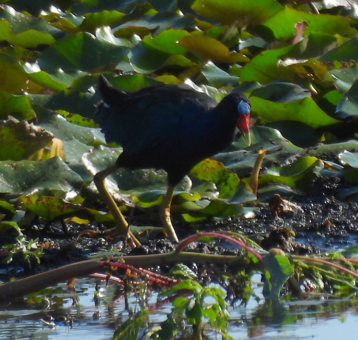 Purple Gallinule - ML642025664