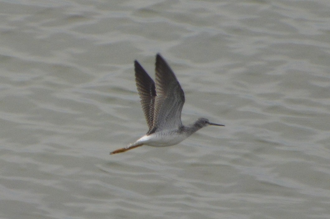 Greater Yellowlegs - ML642025665