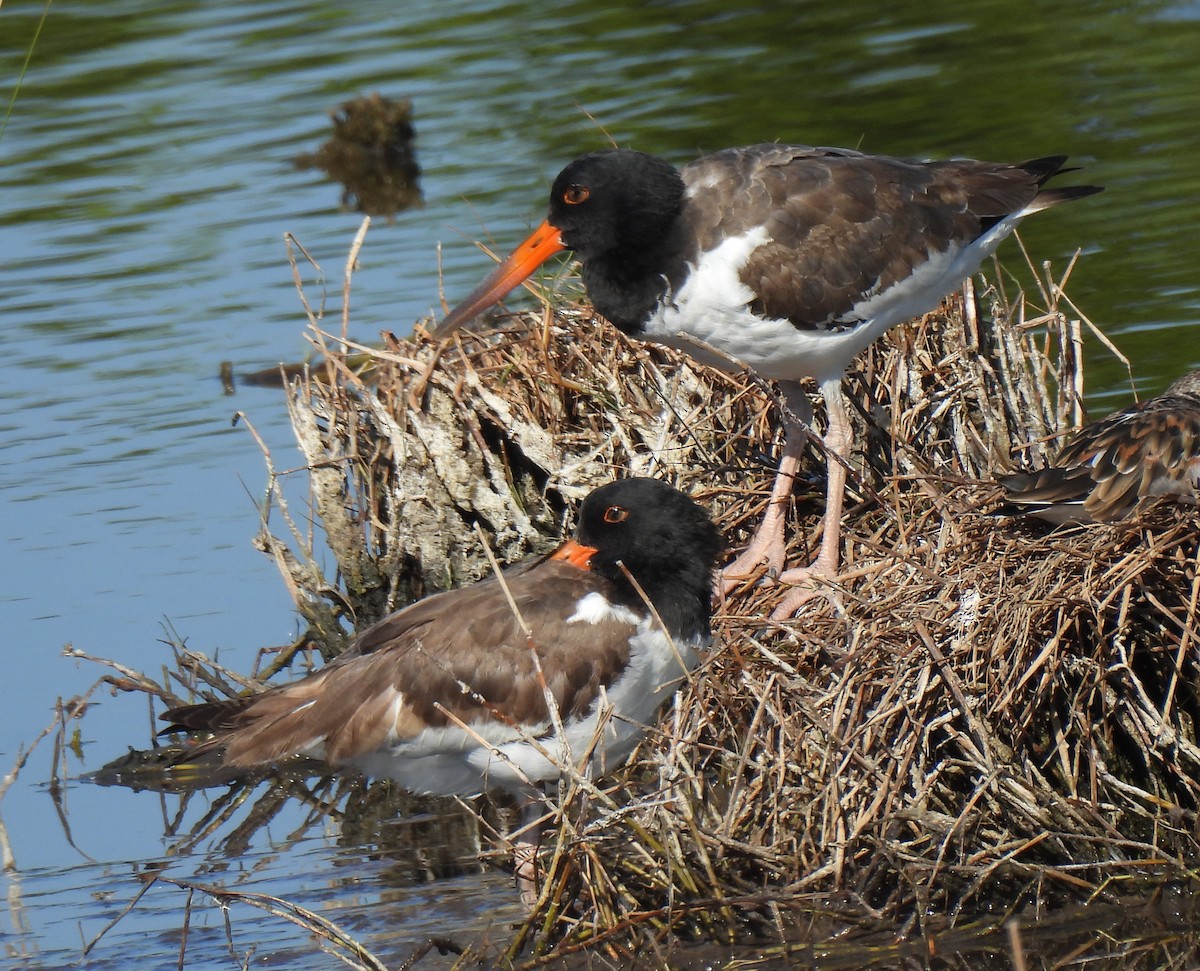 American Oystercatcher - ML642025668