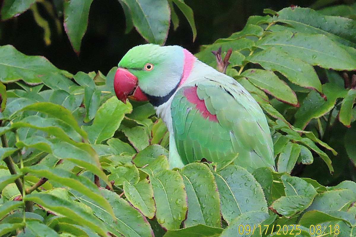 Alexandrine Parakeet - ML642025669