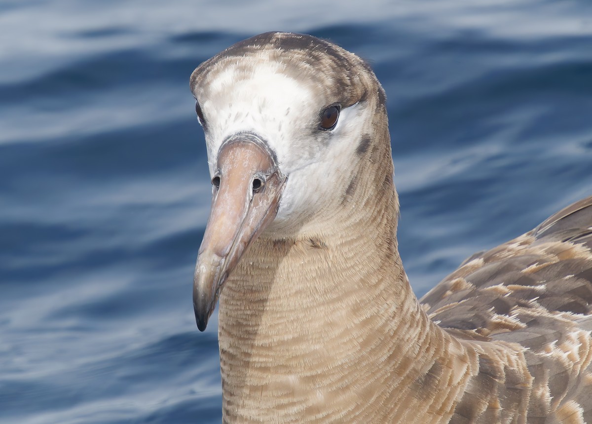 Black-footed Albatross - ML642025670