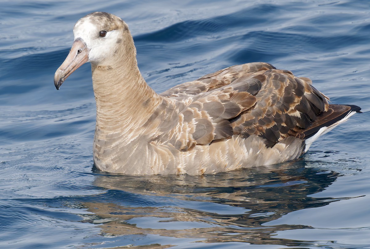 Black-footed Albatross - ML642025671