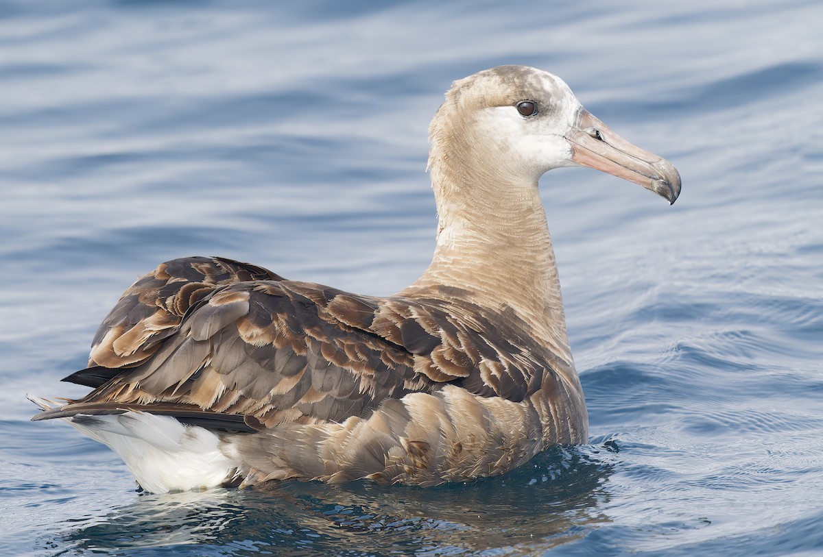 Black-footed Albatross - ML642025672