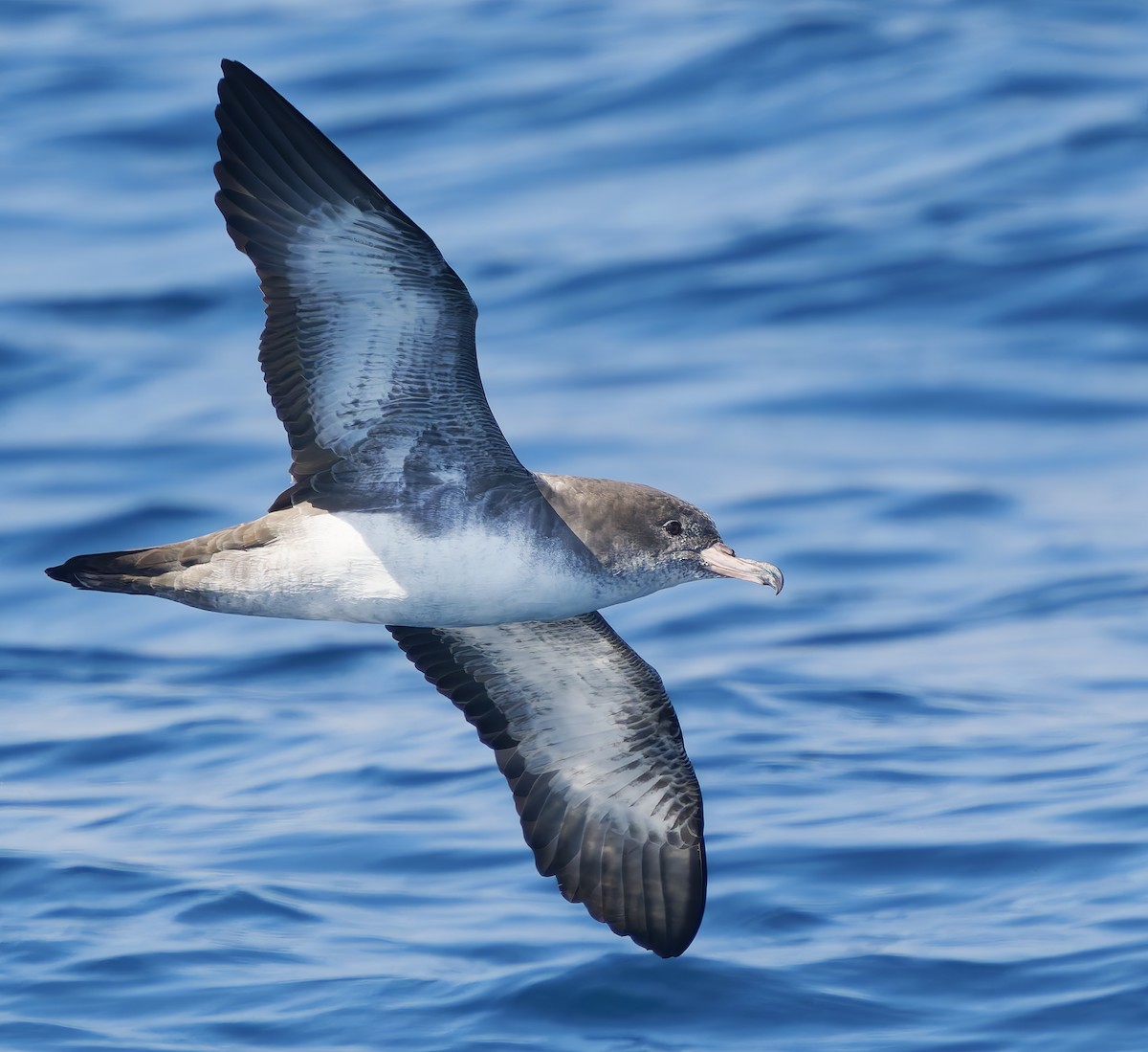Pink-footed Shearwater - ML642025674
