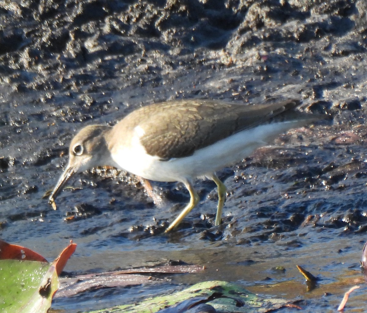 Spotted Sandpiper - ML642025675