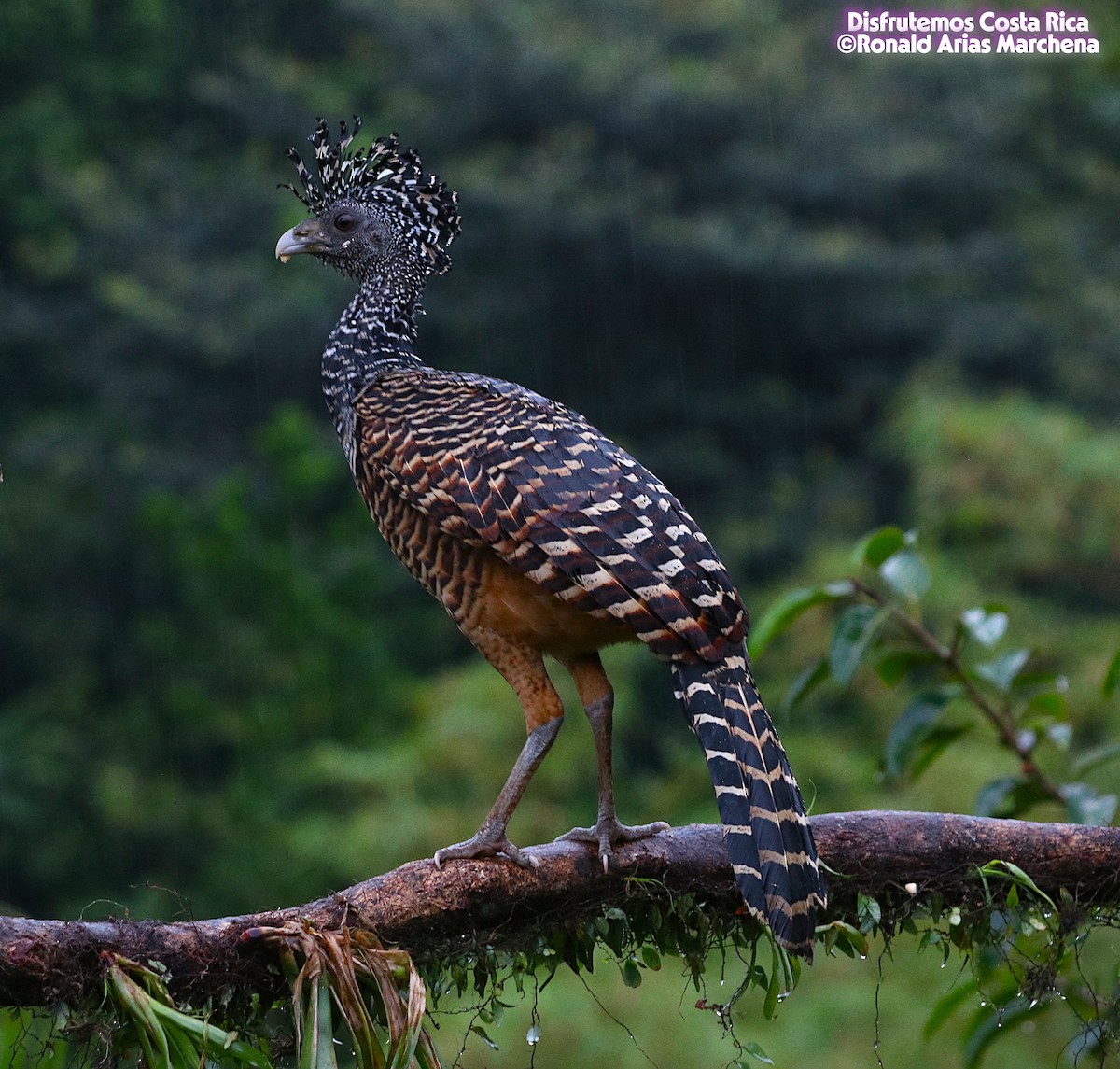 Great Curassow - ML642025676