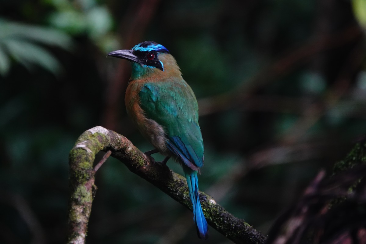 Lesson's Motmot - ML642025677
