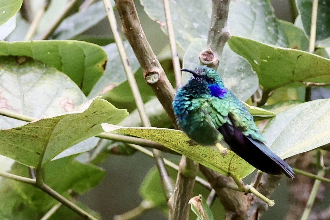 Lesser Violetear (Costa Rican) - ML642025678
