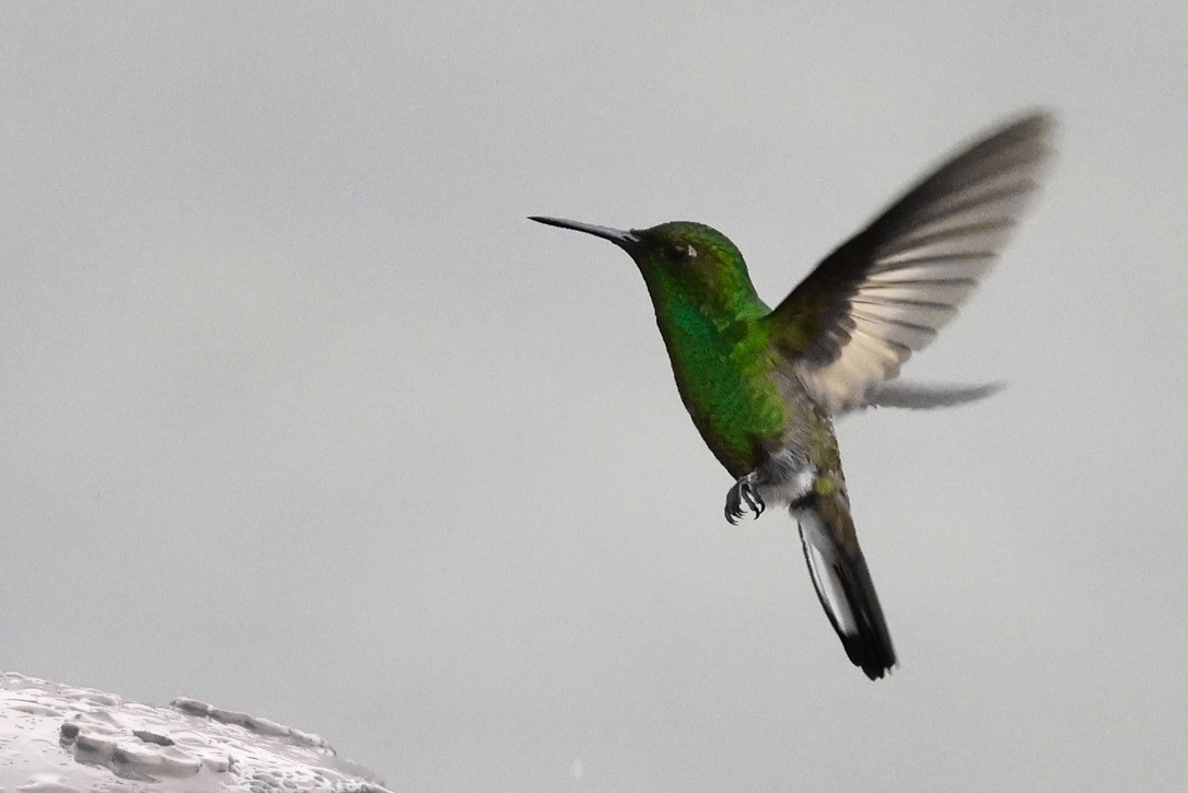 Lesser Violetear (Costa Rican) - ML642025679