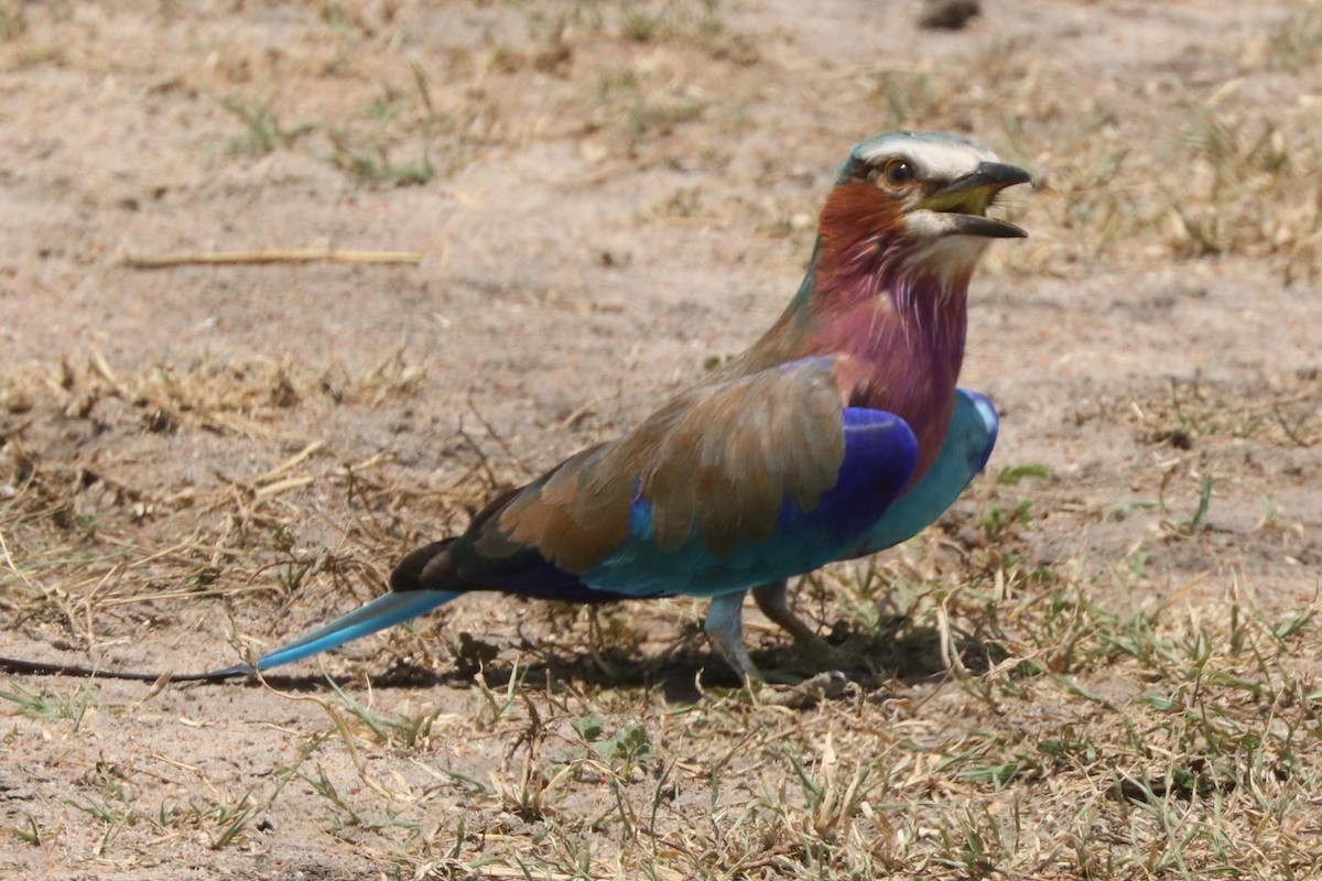 Lilac-breasted Roller - ML642025680