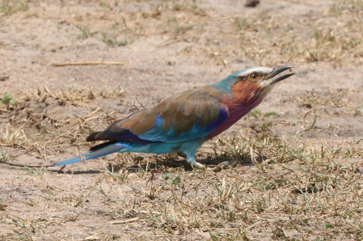 Lilac-breasted Roller - ML642025681