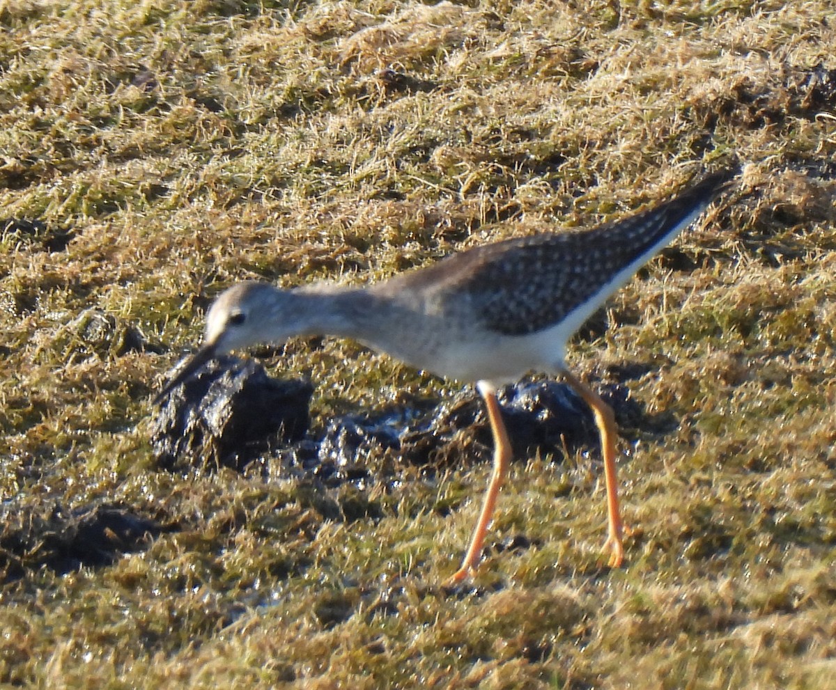 Solitary Sandpiper - ML642025682