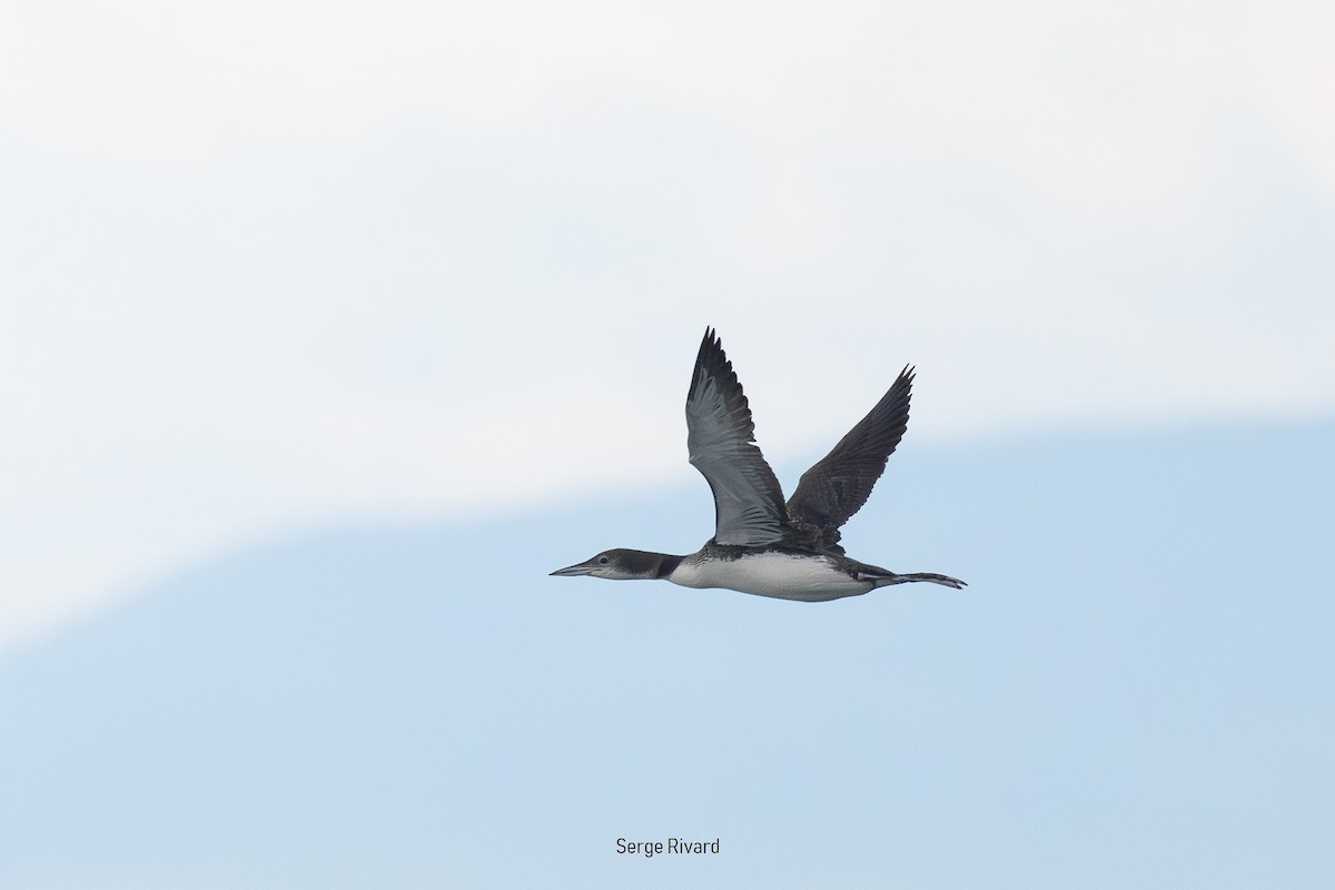 Common Loon - ML642025683