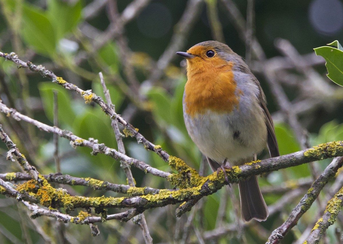 European Robin - ML642025684