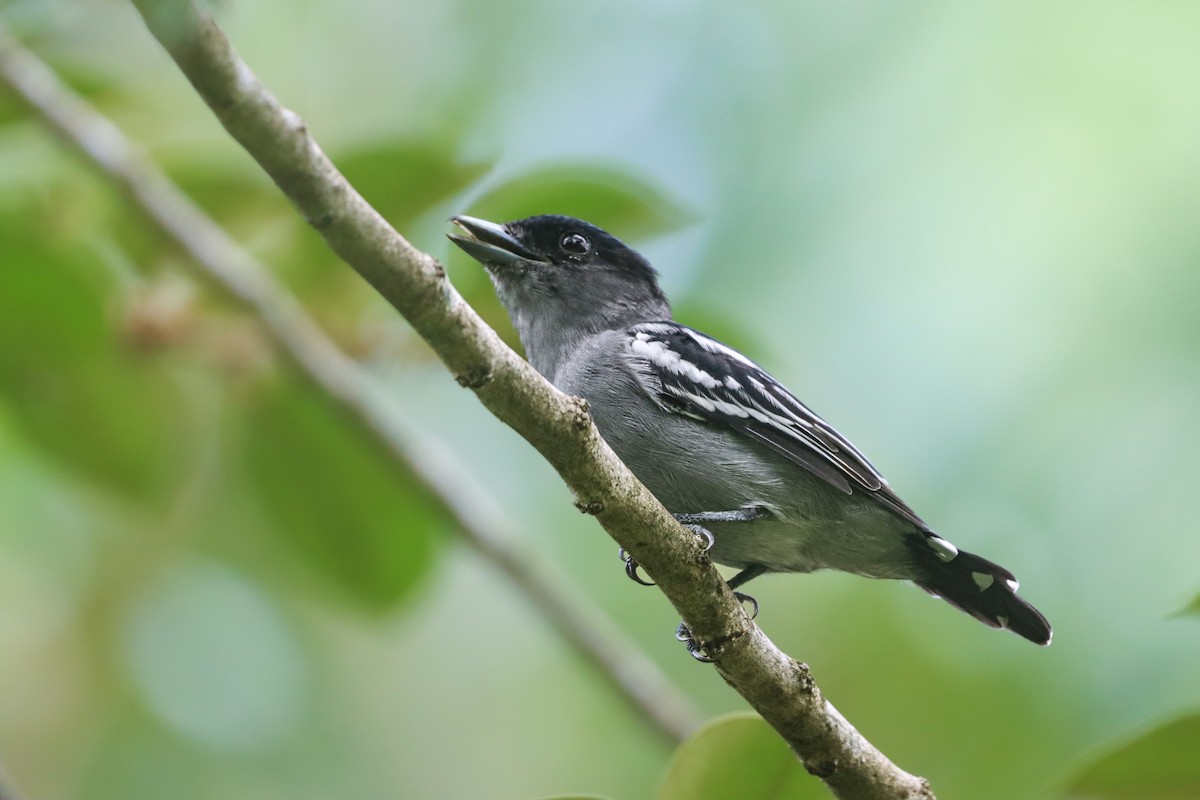 White-winged Becard - ML642025685