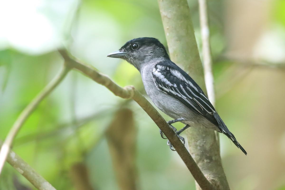 White-winged Becard - ML642025686