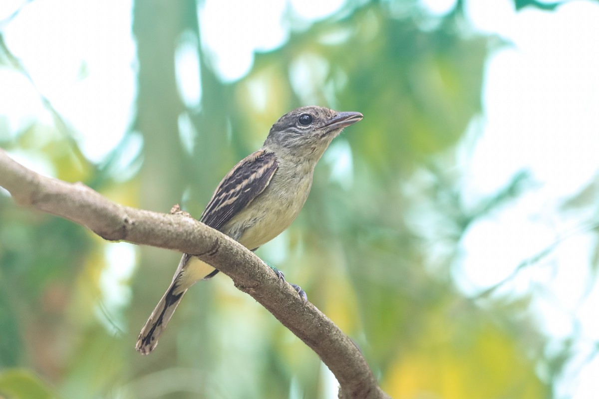 White-winged Becard - ML642025687