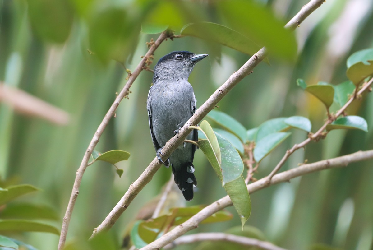 White-winged Becard - ML642025688