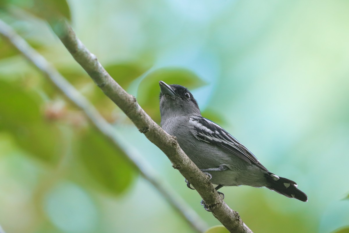 White-winged Becard - ML642025690
