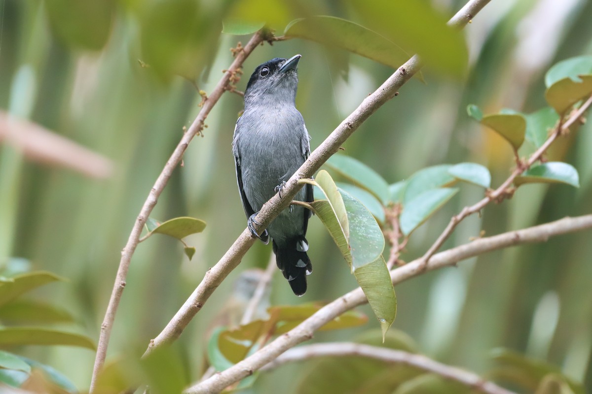 White-winged Becard - ML642025691