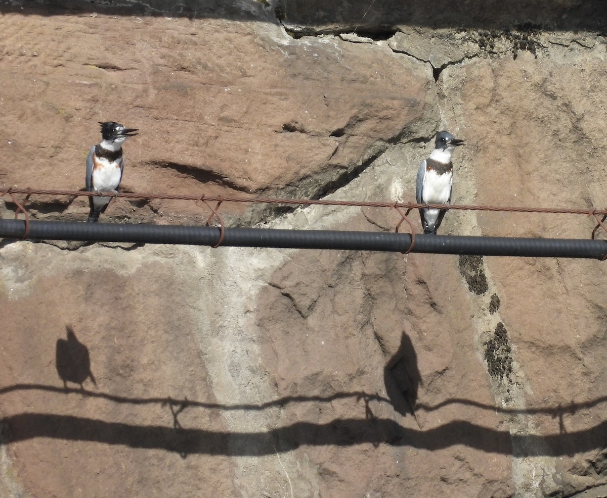Belted Kingfisher - ML642025692