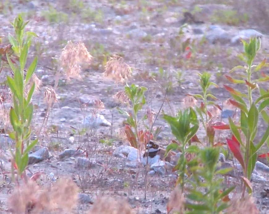 Little Ringed Plover - ML642025693