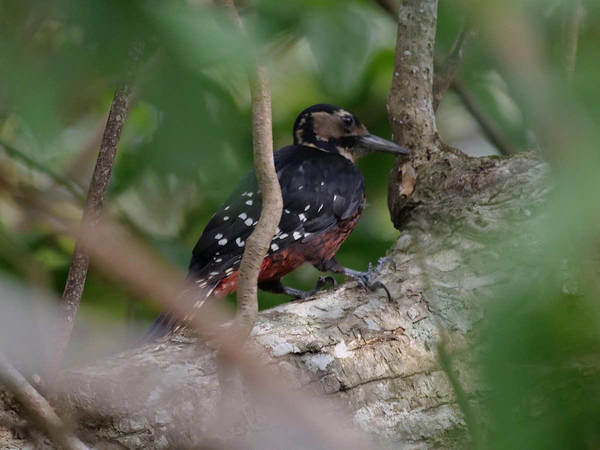 White-backed Woodpecker - ML642025694
