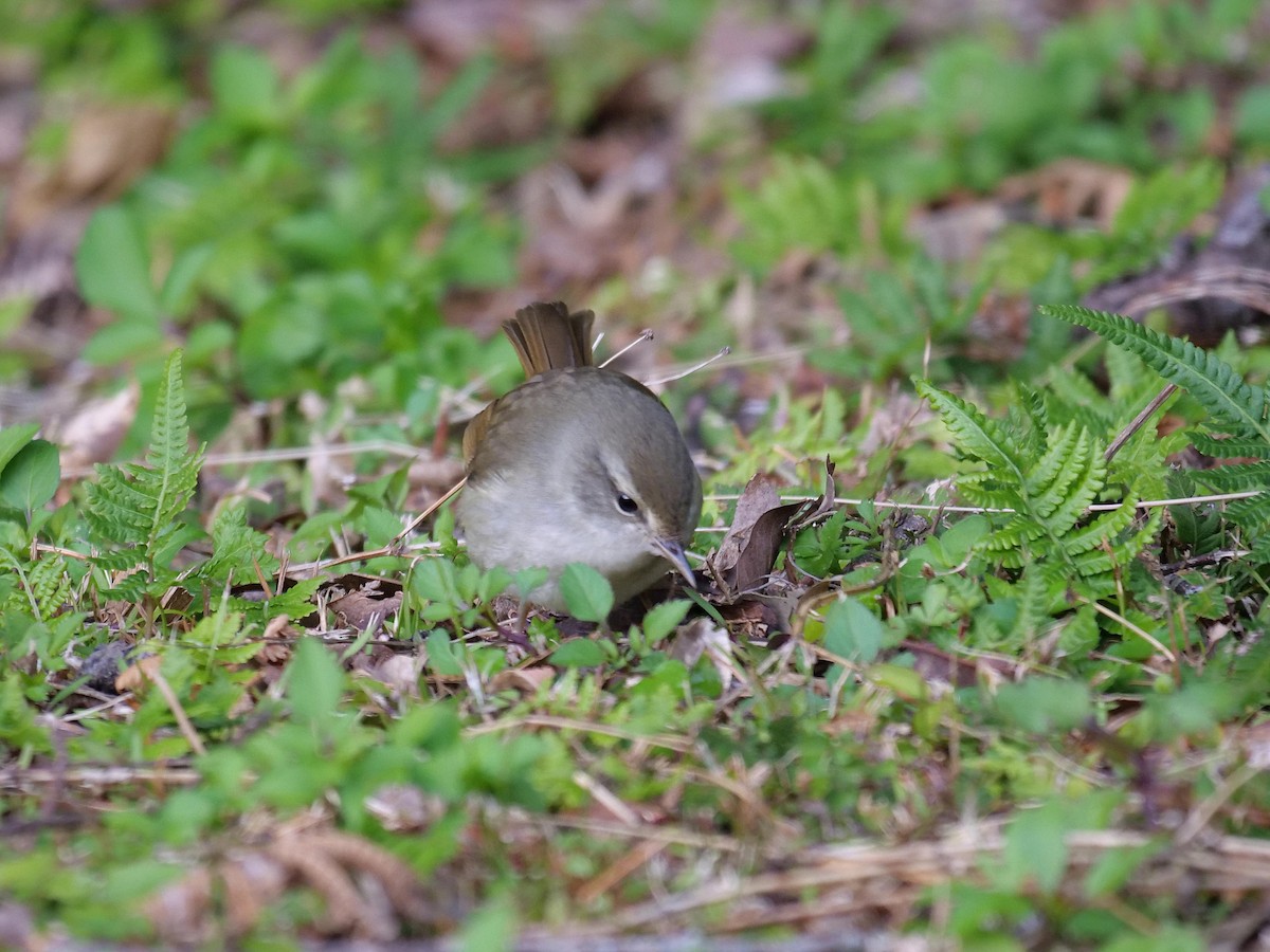 Japanese Bush Warbler - ML642025695
