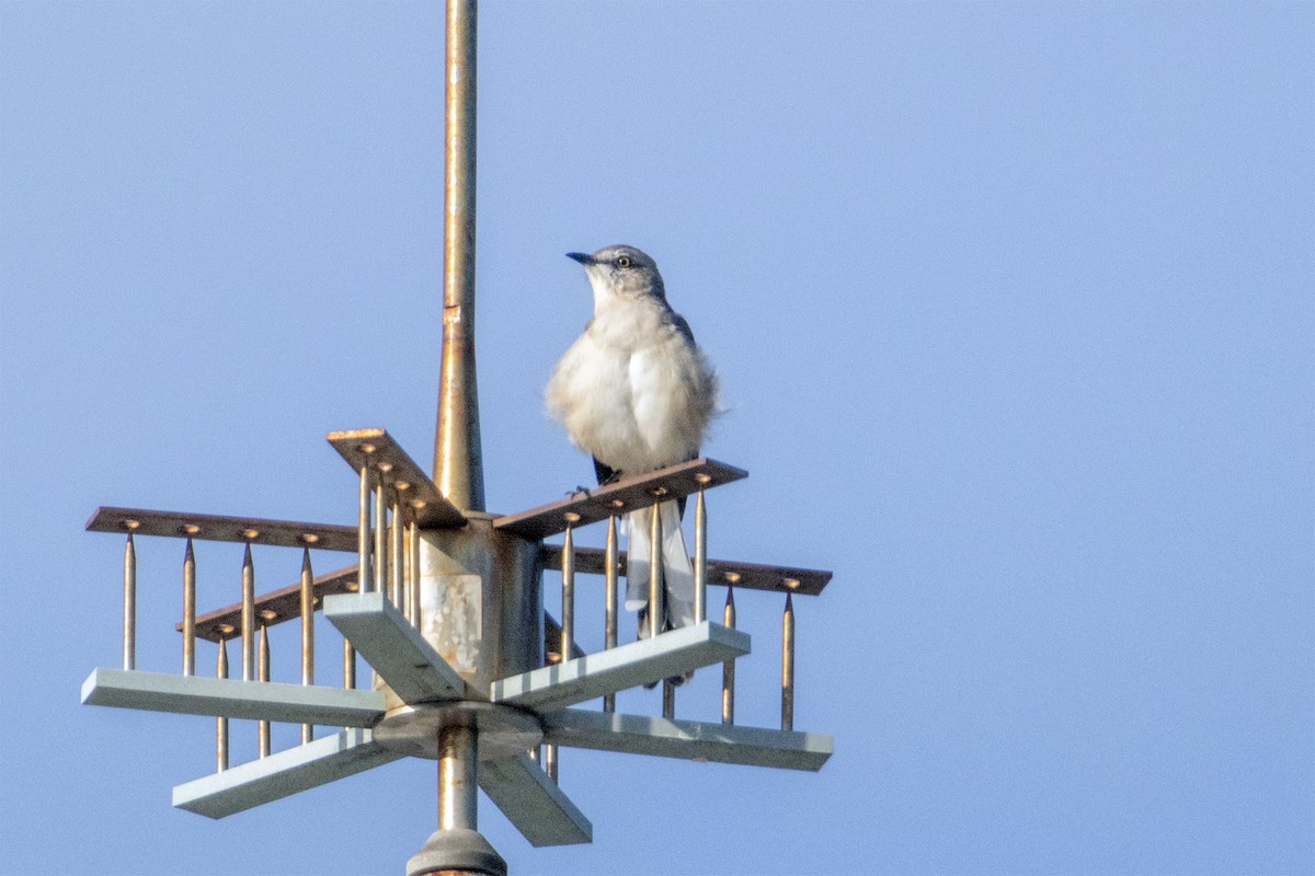 Northern Mockingbird - ML642025697