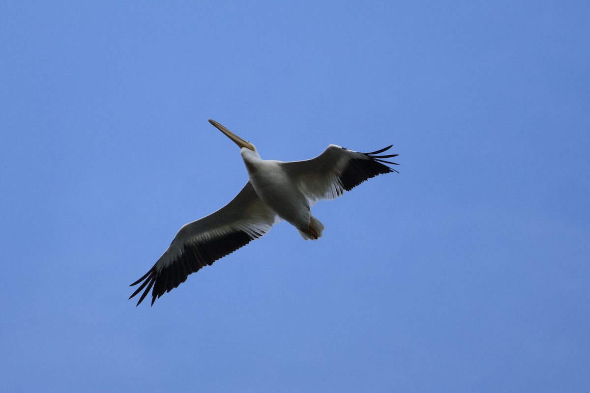 American White Pelican - ML642025698