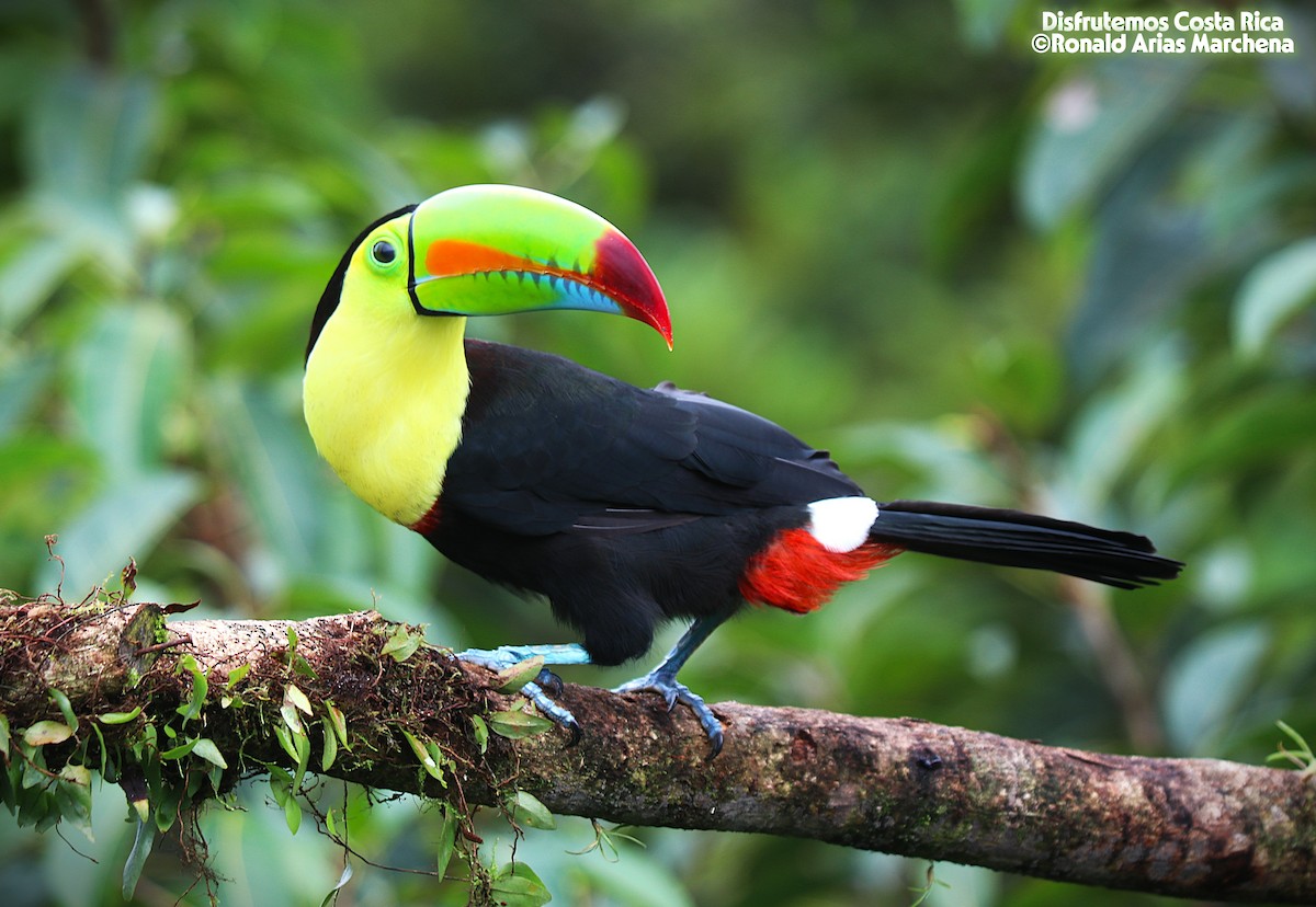 Keel-billed Toucan - ML642025703