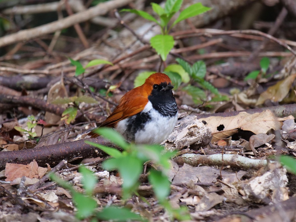 Ryukyu Robin - ML642025707