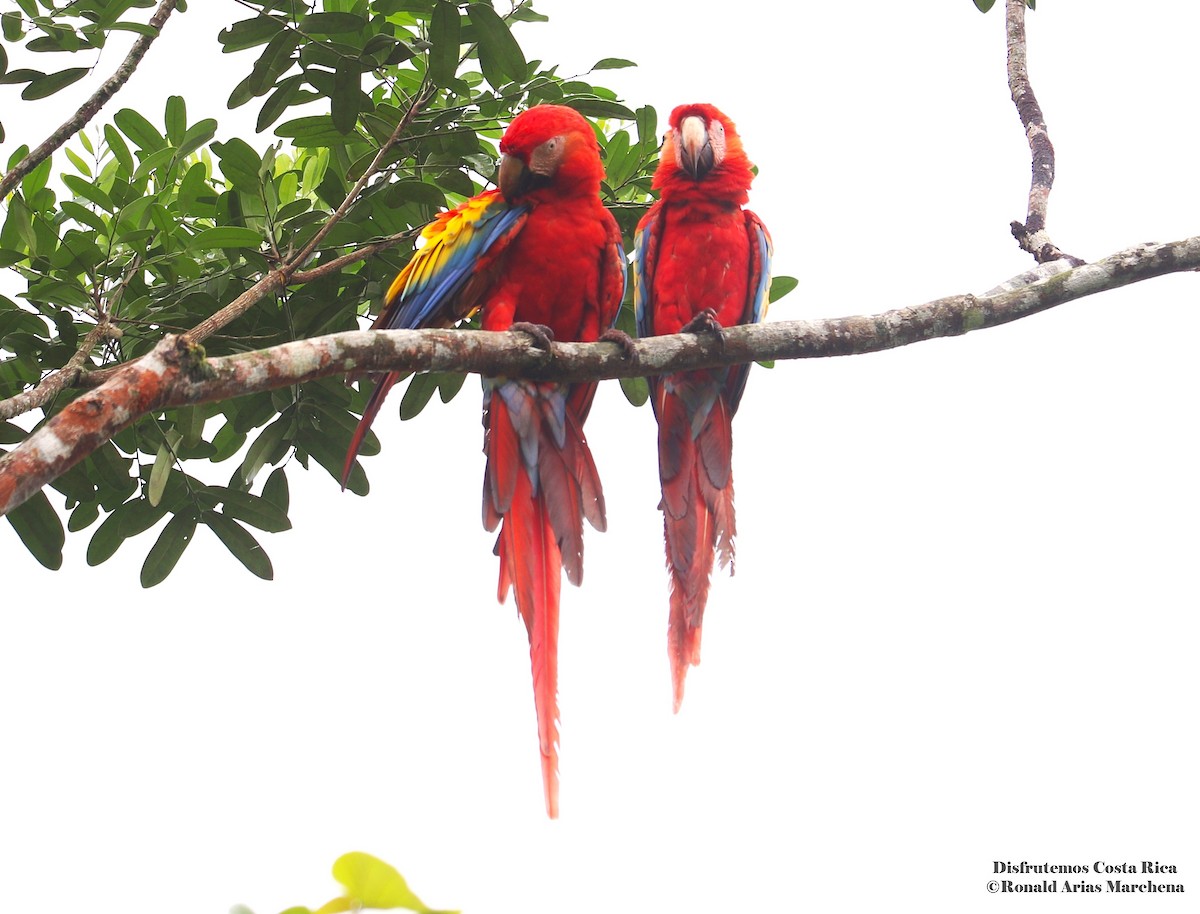 Scarlet Macaw - ML642025708