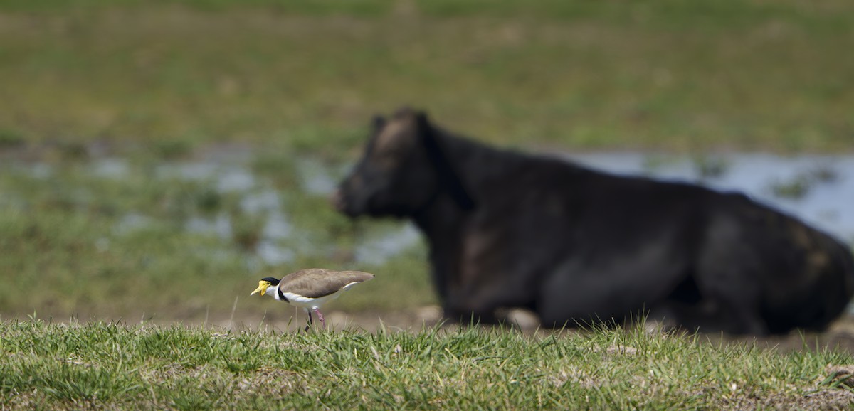 Masked Lapwing - ML642025709