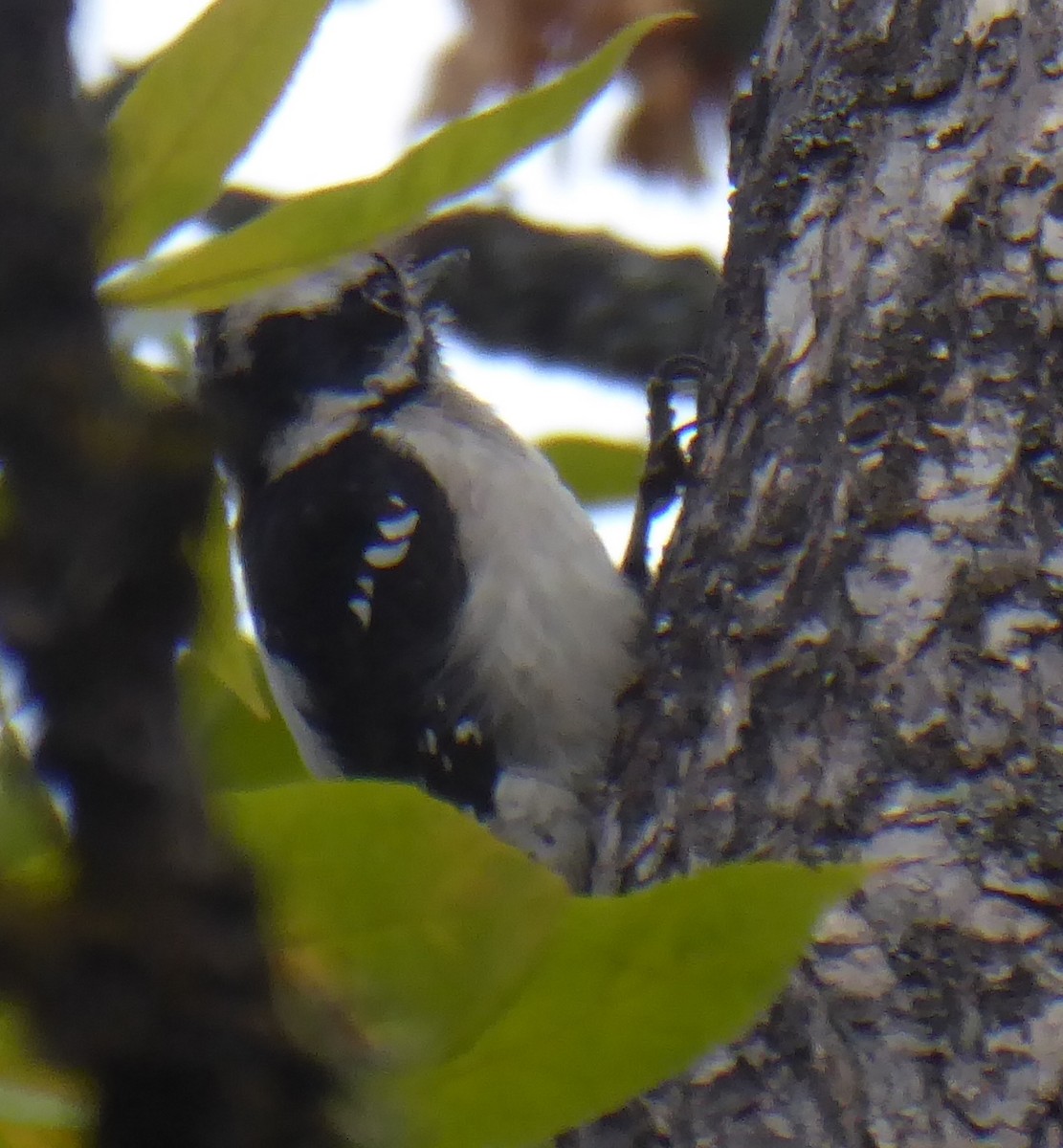 Downy Woodpecker - ML642025717