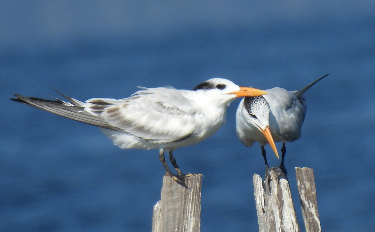 Royal Tern - ML642025718