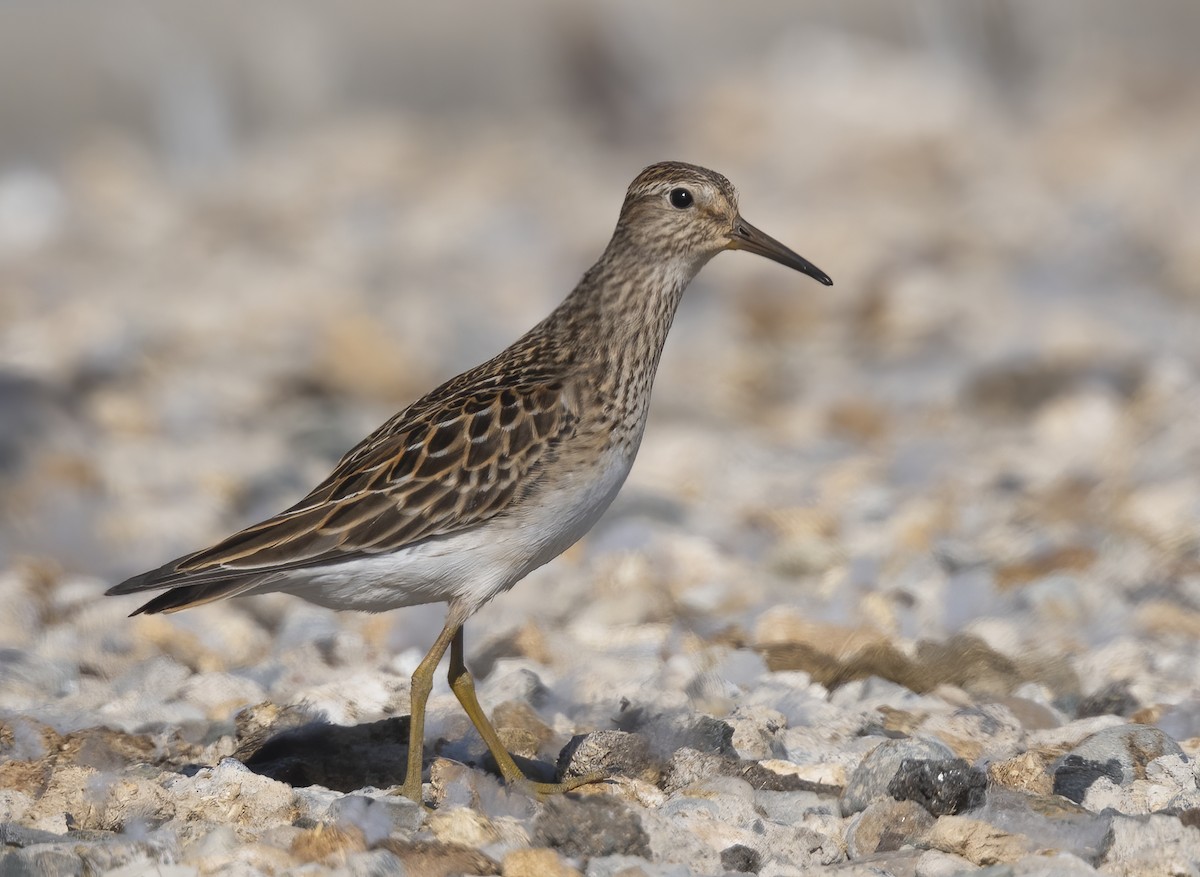 Graubrust-Strandläufer - ML642025719