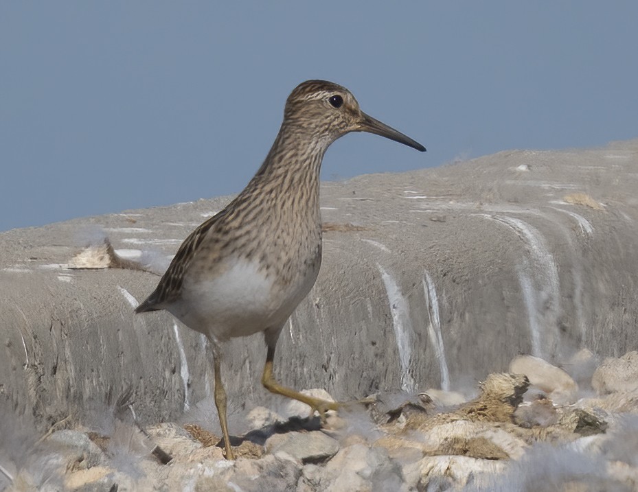 Graubrust-Strandläufer - ML642025734