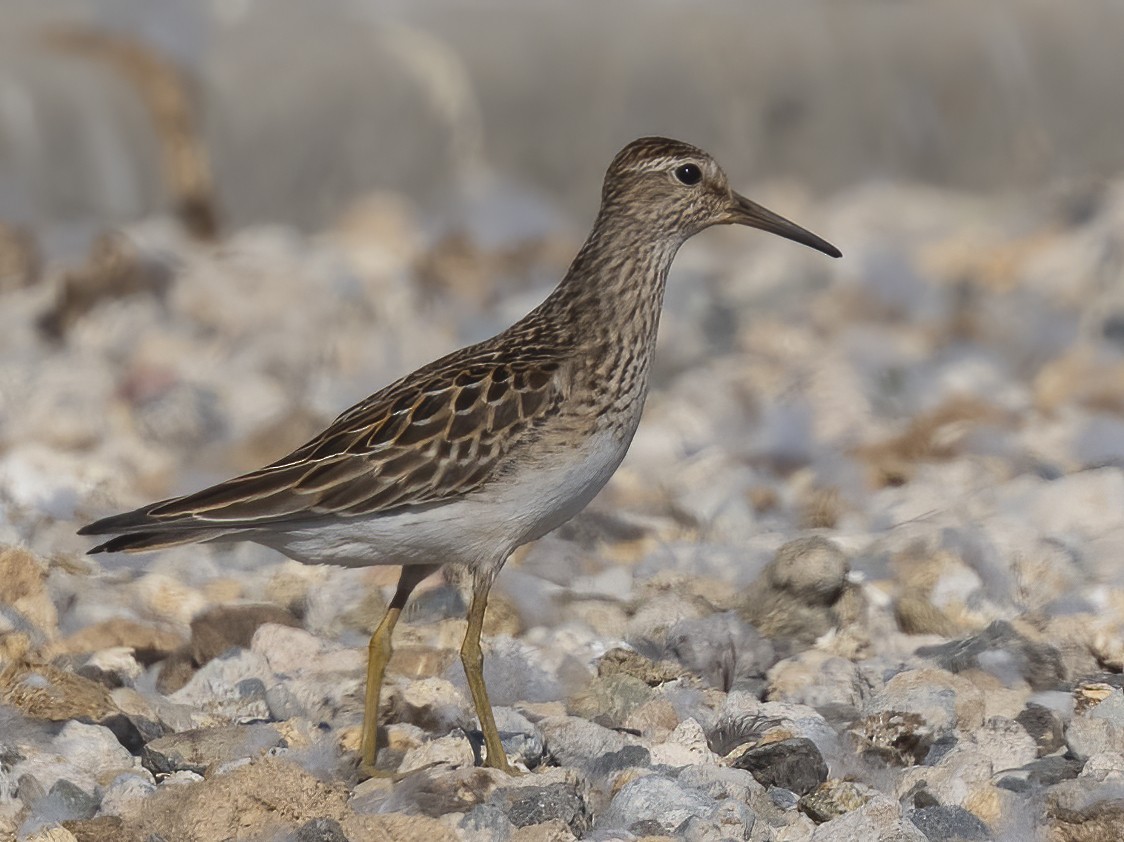 Graubrust-Strandläufer - ML642025735