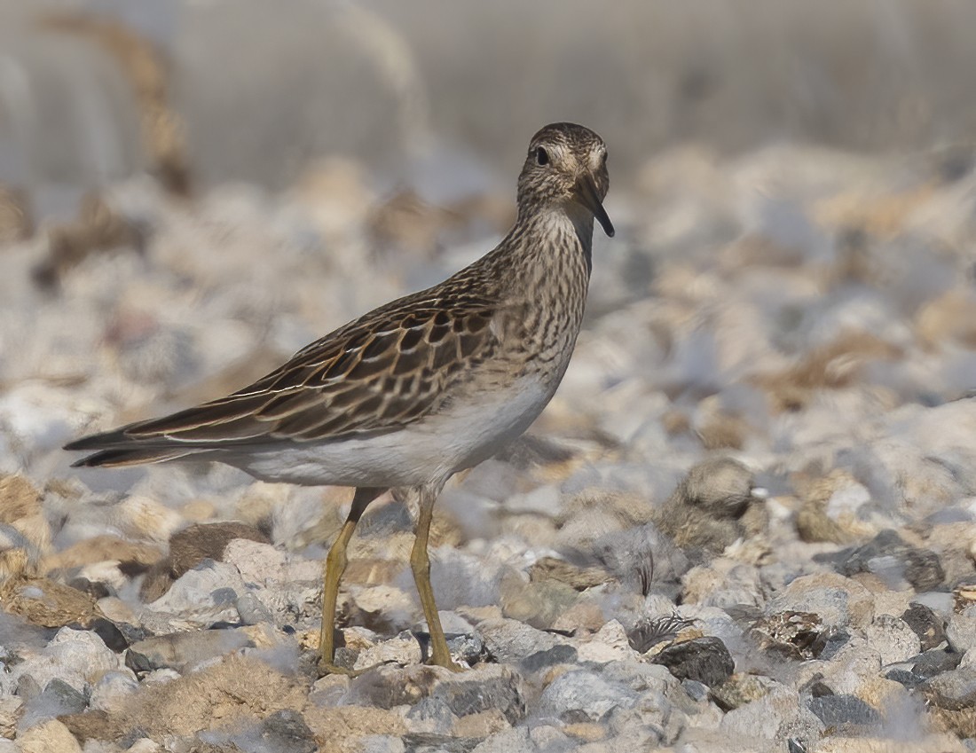 Graubrust-Strandläufer - ML642025736