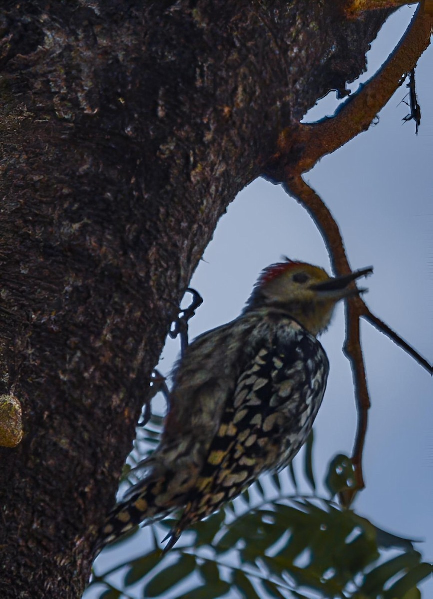 Yellow-crowned Woodpecker - ML642025737