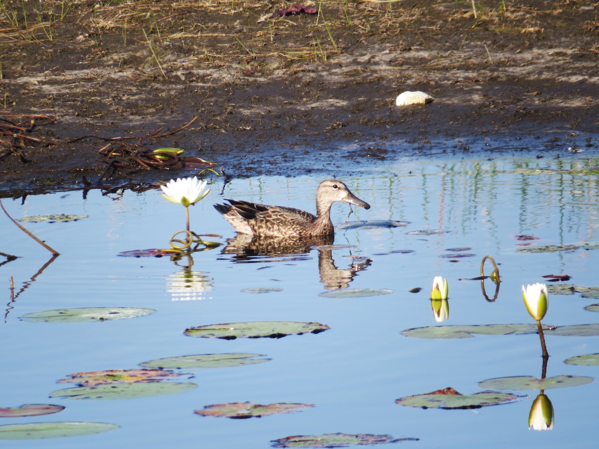 Blue-winged Teal - ML642025738