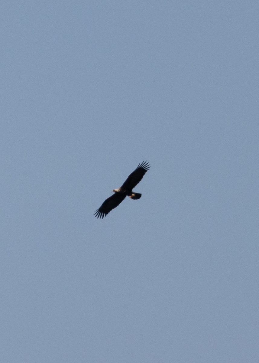 Imperial Eagle - ML642025741