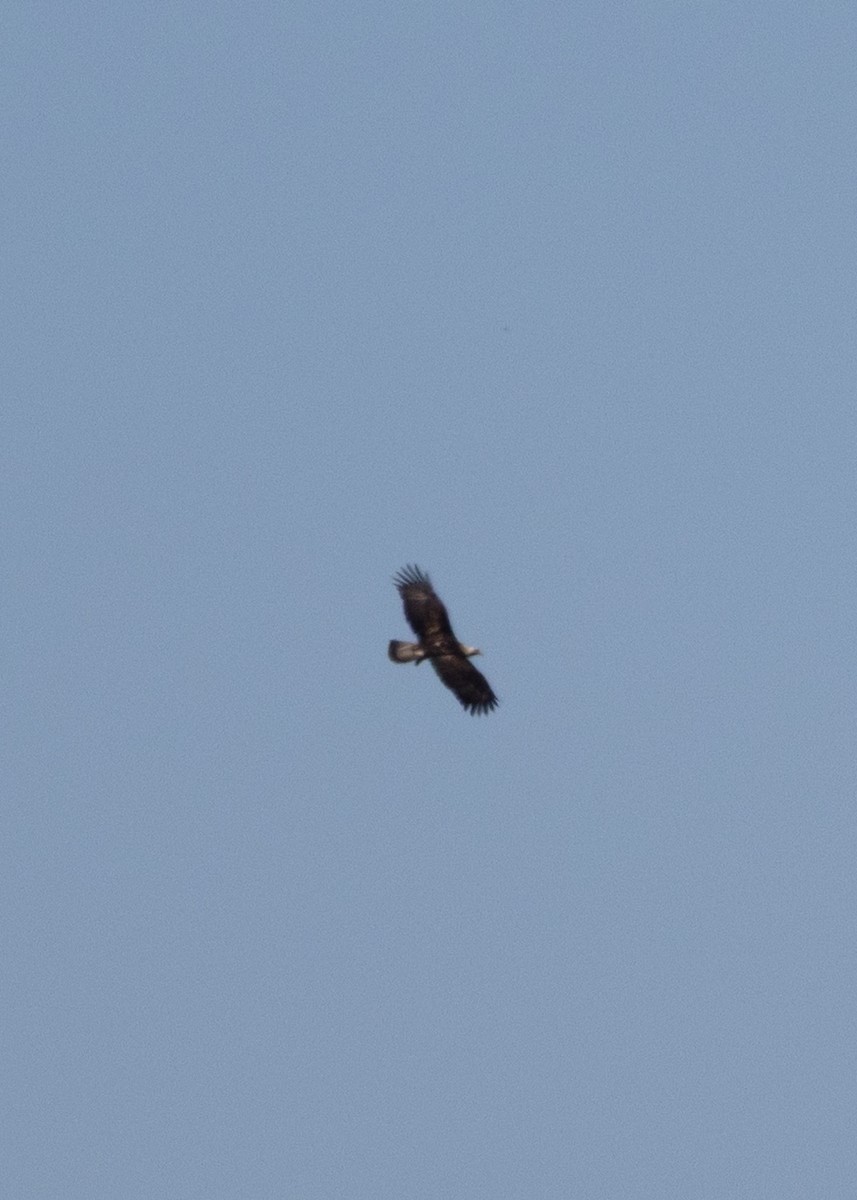 Imperial Eagle - ML642025743