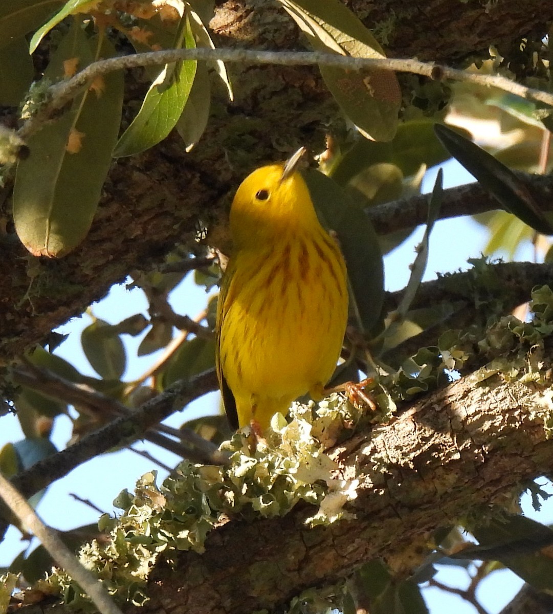 Yellow Warbler - ML642025747