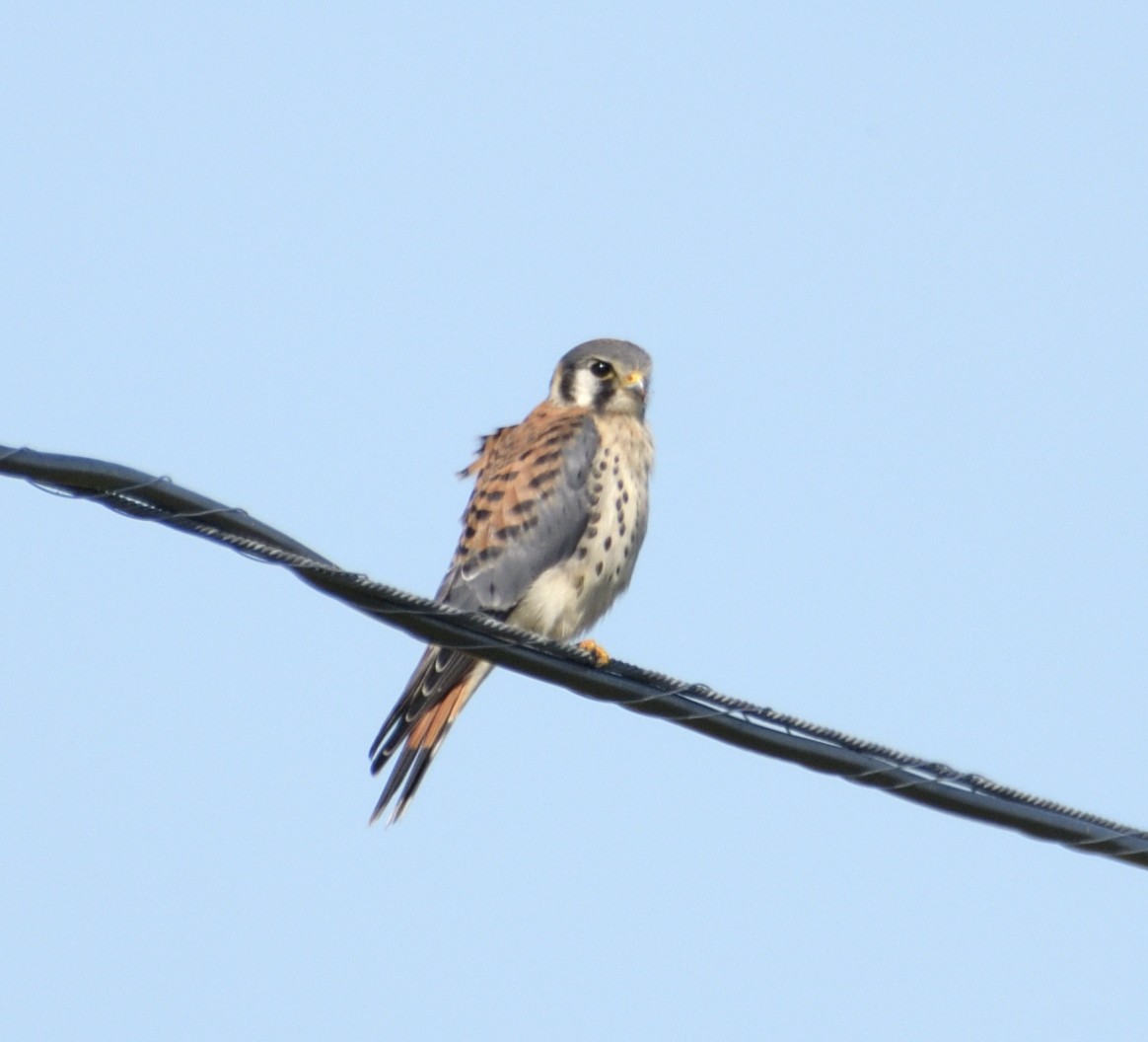 American Kestrel - ML642025748
