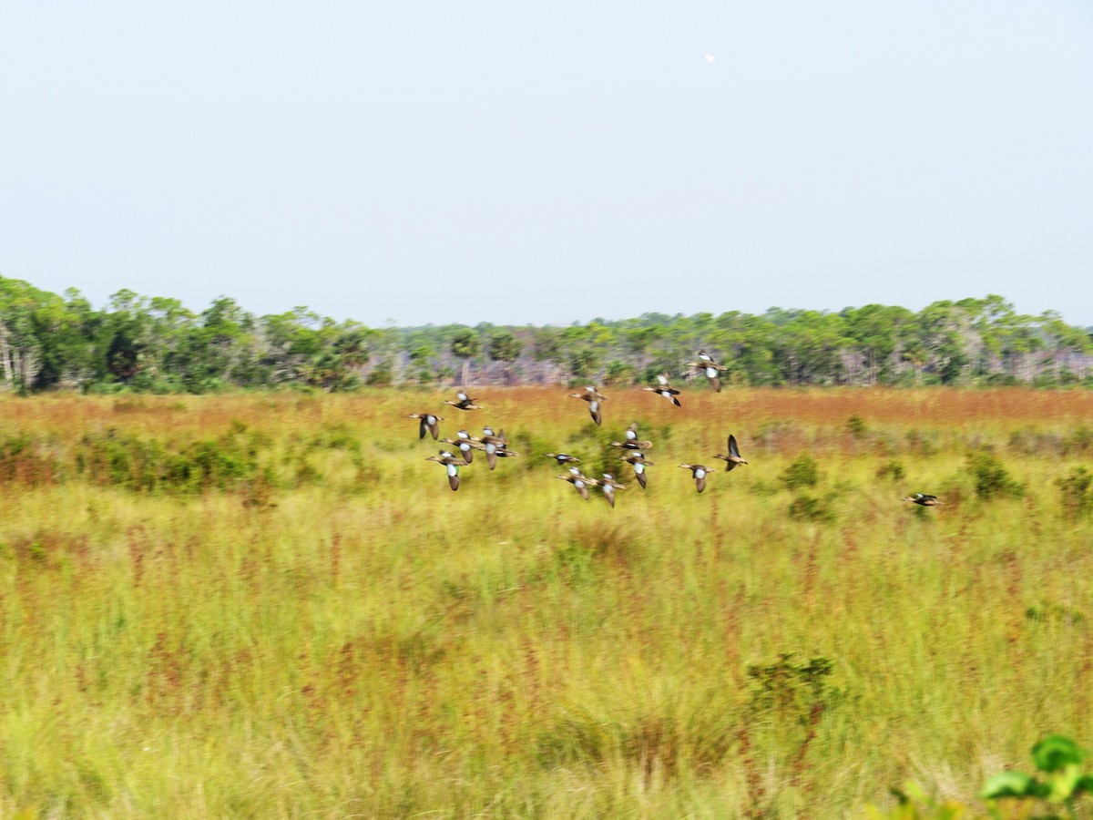 Blue-winged Teal - ML642025749